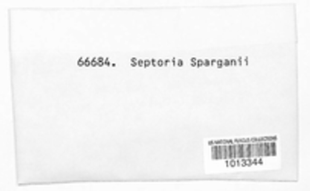 Septoria sparganii image